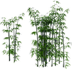 Front view of Plant (Bamboo 2) Tree illustration vector	
