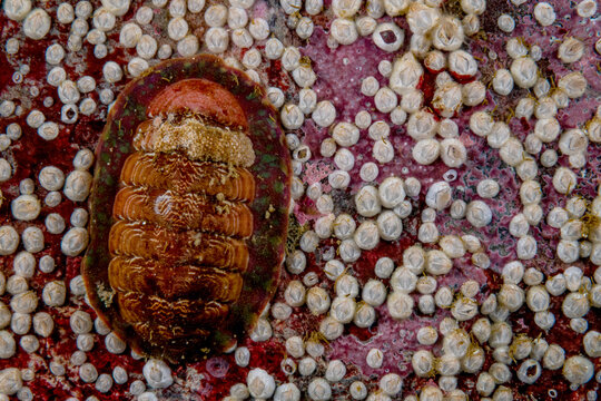 White-Lined Chiton