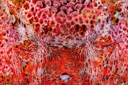 Red Irish Lord Fish Skin