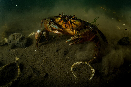 Invasive European Green Crab Underwater with Shells
