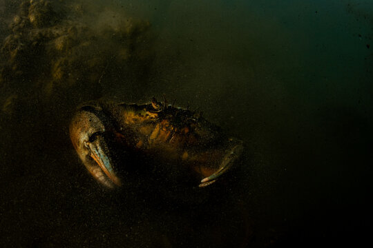 Invasive European Green Crab in Canada!