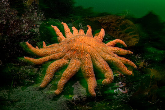 Critically Endangered Sunflower Starfish