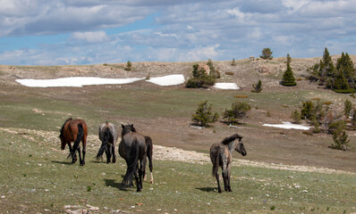 Herd of five wild horses under blue cloudy sky in the western United States