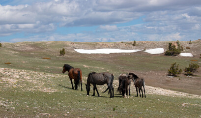 Herd of five wild horses under blue cloudy sky in the western United States