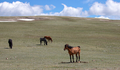Band of four wild horses under blue cloudy sky in the western United States
