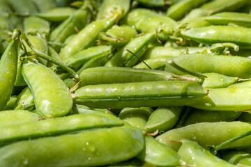 Green peas. Pisum sativum - L. Pods sugar peas. Emerald green food background