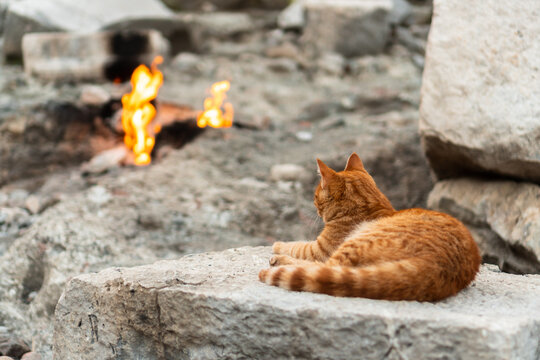 Red cat burning gas fire