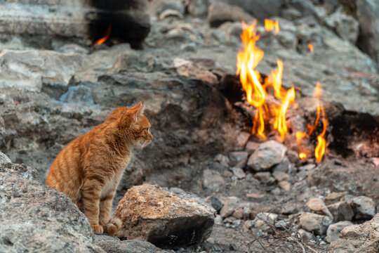 Red cat burning gas fire