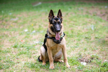Service German Shepherd, in unloading, sticking out his tongue, sits on the grass