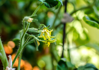 yellow tomato flowers on a branch