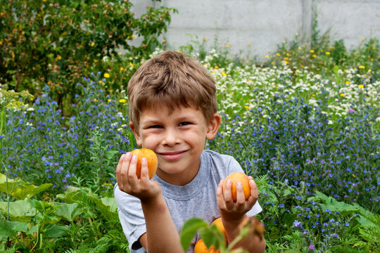child with harvest of apricots against background of wild flowers. cute boy smiles and holds large apricots in his hands. Summer is time for delicious and healthy fruits.