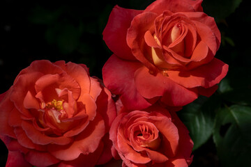 Three red roses on black background. Scarlet roses on dark. Symbol of love. Red hybrid tea roses. Romantic emotions, floriculture, floristry, congratulations