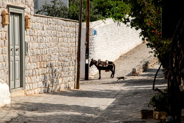 A pack mule in small Mediterranean town street in suny summer day