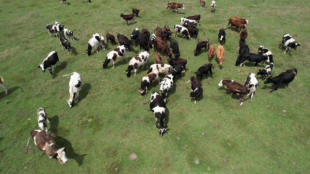 aerial cow grazing