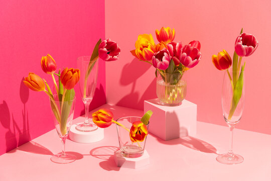 Still life of Spring tulip flowers on pink background and shapes