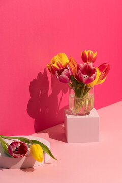 Still life of Spring tulip flowers on pink background and shapes