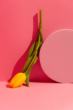Still life of Spring tulip flower 