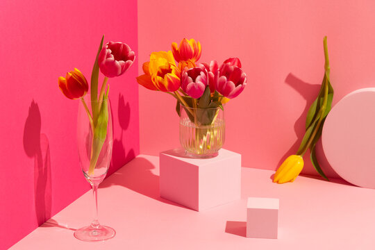 Still life of Spring tulip flowers on pink background and shapes