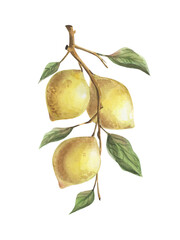 Watercolor botanical illustration of lemon branch. Fruit art isolated on white.. 