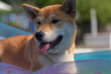 Naklejka na ściany i meble cachorro perro japones, raza shiba inu, tumbado sobre una colchoneta de aire, en la piscina por el calor 