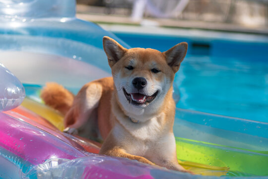 cachorro de perro japones de raza shiba inu, tumbado sobre una colchoneta de aire dentro de una piscina por el calor
