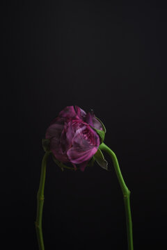 burnt rose