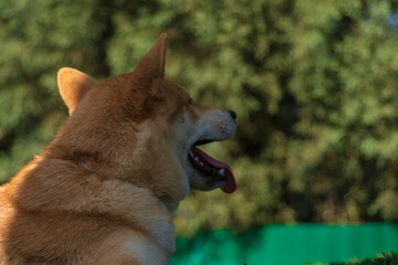 cachorro de perro japones de raza shiba inu, jugando con un trozo de hielo, por el calor