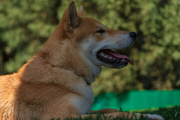 cachorro de perro japones de raza shiba inu, jugando con un trozo de hielo, por el calor