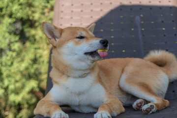 cachorro de perro japones de raza shiba inu, jugando con un trozo de hielo, por el calor
