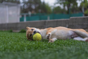 cachorro de perro japonés de raza shiba inu, jugando con una pelota y una zapatilla sobre el césped verde - obrazy, fototapety, plakaty