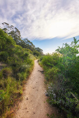 Fototapeta na wymiar Hiking trail in nature along a path in a forest on Table Mountain below a cloudy sky. Trees and lush green bushes growing in harmony. Peaceful soothing ambience with calming views and copy space