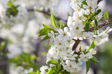 Beautiful blooming cherry tree close-up. Delicate flowers, springtime. Selective focus