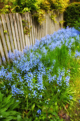 Bluebell flowers growing in a lush green backyard garden in summer. Scilla siberica plants beginning to blossom and bloom for landscaping and decoration on a lawn against a fence at home in spring - obrazy, fototapety, plakaty
