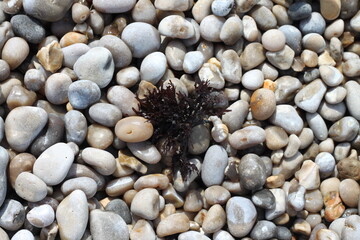 Algue au milieu des gallets