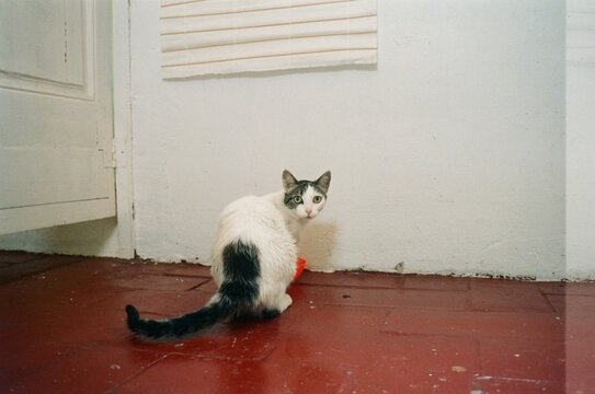 interrupted cat during her meal