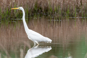 Ardea alba
