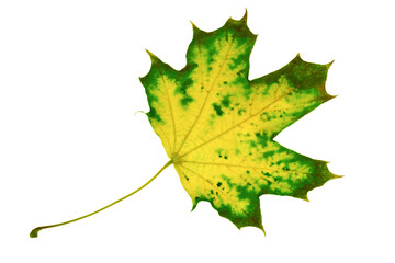 Fototapeta premium autumn fallen yellow green maple leaf isolate on white background