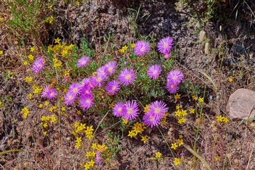 Pink aster fynbos flowers growing on rocks on Table Mountain, Cape Town, South Africa. Dry bushes and shrubs with with flowering plants in peaceful, serene and uncultivated nature reserve in summer