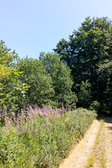 Summer landscape of Belasitsa Mountain, Bulgaria