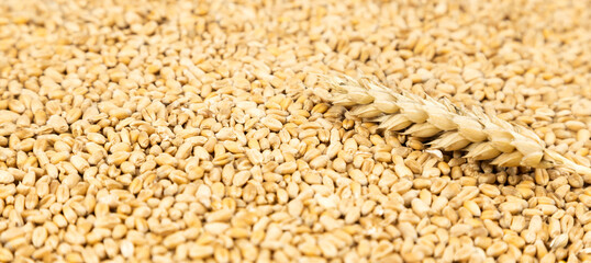 An ear of wheat on wheat grains. Wheat grain texture