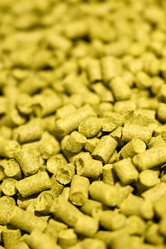 Brewer