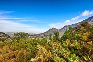 Beautiful view of green plants with a mountain and blue sky background in South Africa, Western Cape. Scenic and tranquil landscape of flora in an uncultivated natural ecosystem in Cape Town