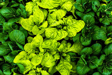 Green leaves of crops being grown in a greenhouse