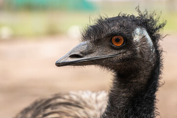 emu close up