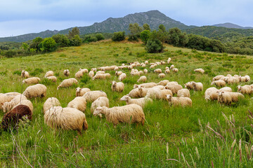 Sheep farming is widespread in Sardinia