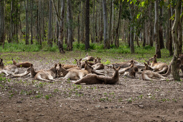 mob of kangaroos
