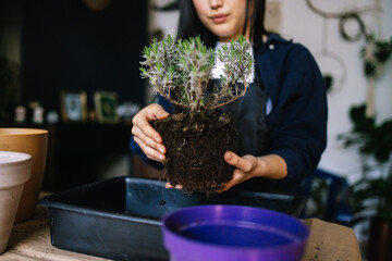 Planter preparing houseplant for reseating 