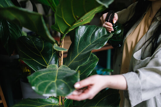 Faceless florist moistening houseplants with sprayer 