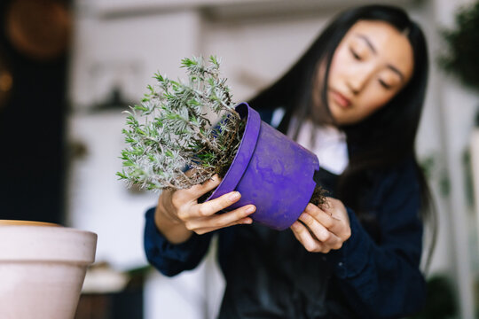 Skilled planter taking care about looks of houseplants 