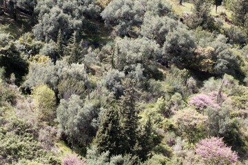 Olive and pine forest in Corfu Greece